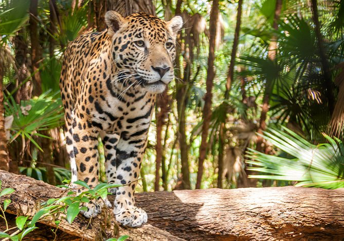 Cockscomb Basin Wildlife Sanctuary & Jaguar Preserve  - Belize